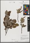 Foto von Salix hastata L.